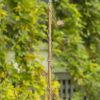63" Tall Colonial Style Birdhouse Garden Stake in Antique Copper