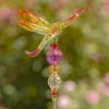 Set of 6 Assorted 22" Tall Five Tone Acrylic Dragonfly Pot Stakes
