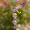 Set of 6 Assorted 22" Tall Five Tone Acrylic Dragonfly Pot Stakes