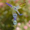 Set of 6 Assorted 22" Tall Five Tone Acrylic Dragonfly Pot Stakes