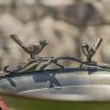 Shallow Galvanized Birdfeeder and Tray with Three Leg Stand